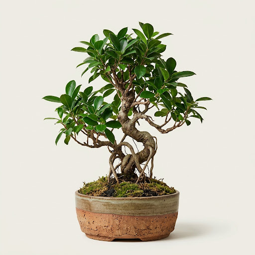 Isolated luxury architectural potted plant specimen, a rare upright mature Ficus Retusa